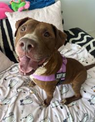 Shelter Stray Male Dog last seen Near BLOCK CAIRO LN, 3599 NW 79th Ave, Doral, FL 33122, USA