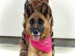 Shelter Stray Female Dog last seen , 957 N Gaffey St, San Pedro, CA 90731, USA