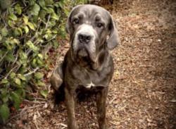 Shelter Stray Female Dog last seen , 957 N Gaffey St, San Pedro, CA 90731, USA