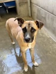 Shelter Stray Female Dog last seen , 957 N Gaffey St, San Pedro, CA 90731, USA