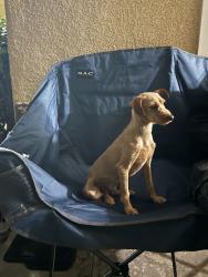 Found/Stray Female Dog last seen a freeway, San Bernardino, CA 92405