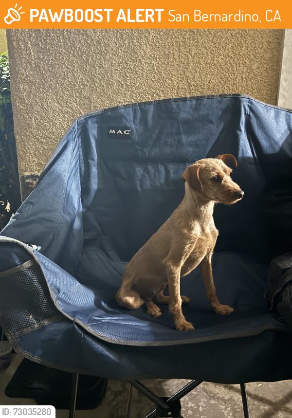 Found/Stray Female Dog last seen a freeway, San Bernardino, CA 92405