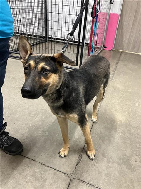 Shelter Stray Female Dog last seen Near BLOCK S ROGERS LN, FRESNO CA 93727 6349, 5277 E Airways Blvd, Fresno, CA 93727, USA