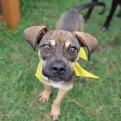 Shelter Stray Male Dog last seen Near BLOCK OF HAZEL VALLEY, 4710 TX-151, San Antonio, TX 78227, USA