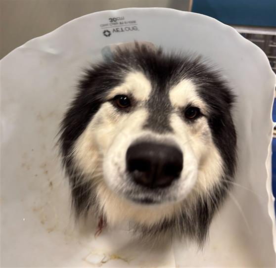 Shelter Stray Male Dog last seen Near BLOCK S HALF MOON DR, BAKERSFIELD CA 93309, 3951 Fruitvale Ave, Bakersfield, CA 93308, USA