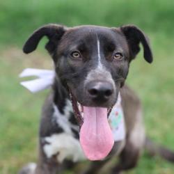 Shelter Stray Female Dog last seen , 4710 TX-151, San Antonio, TX 78227, USA