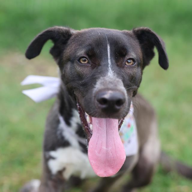 Shelter Stray Female Dog last seen , 4710 TX-151, San Antonio, TX 78227, USA