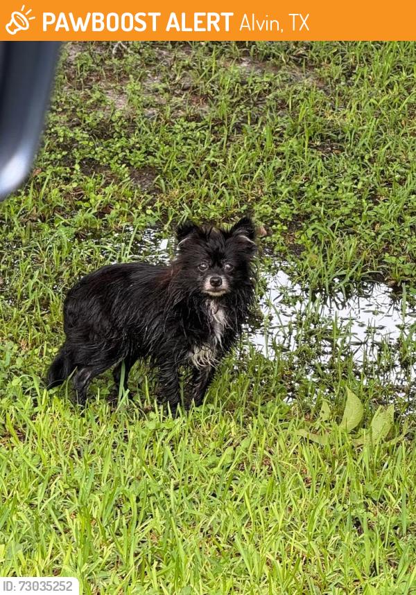 Found/Stray Female Dog last seen Heights Baptist church, alvin tx 77511, Alvin, TX 77511
