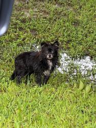 Found/Stray Female Dog last seen Heights Baptist church, alvin tx 77511, Alvin, TX 77511