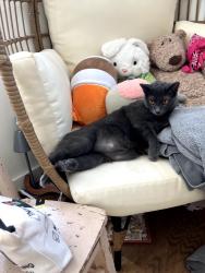 Lost Female Cat last seen 46th Gary Avenue, Tulsa, OK 74105