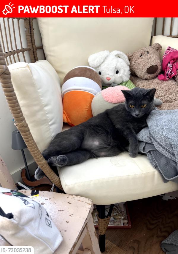 Lost Female Cat last seen 46th Gary Avenue, Tulsa, OK 74105