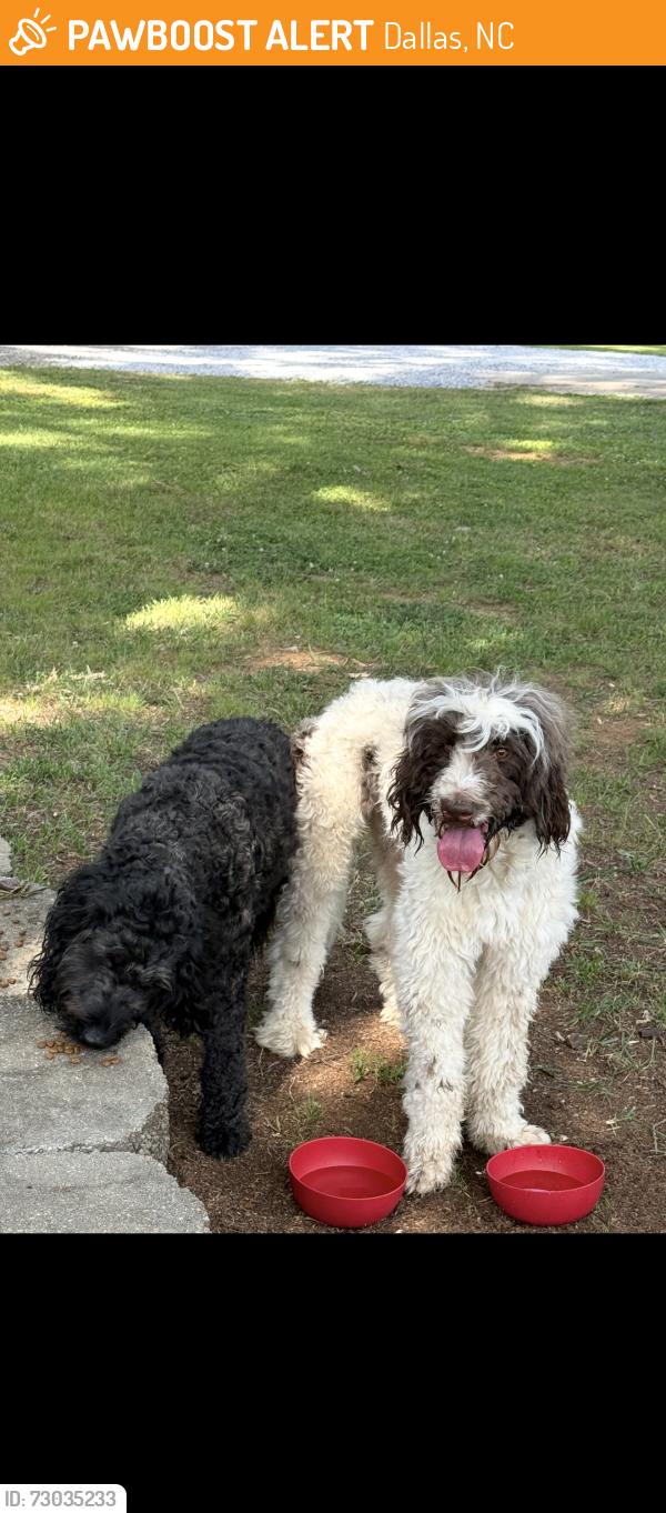 Found/Stray Male Dog last seen Dallas Cherryville Highway, Dallas, NC 28034