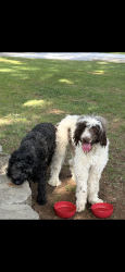 Found/Stray Male Dog last seen Dallas Cherryville Highway, Dallas, NC 28034
