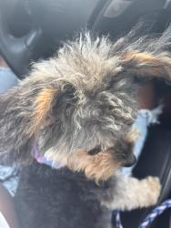 Reunited Female Dog last seen Hamilton and Grant, Cincinnati, OH 45231