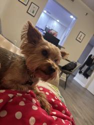 Lost Male Dog last seen Spring St, near Spectrum apmts, Atlanta, GA 30309