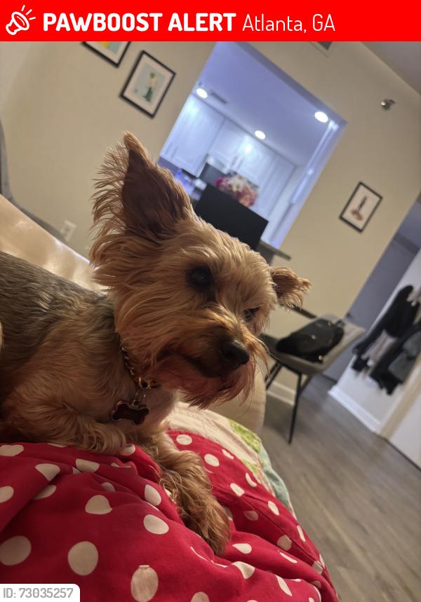 Lost Male Dog last seen Spring St, near Spectrum apmts, Atlanta, GA 30309