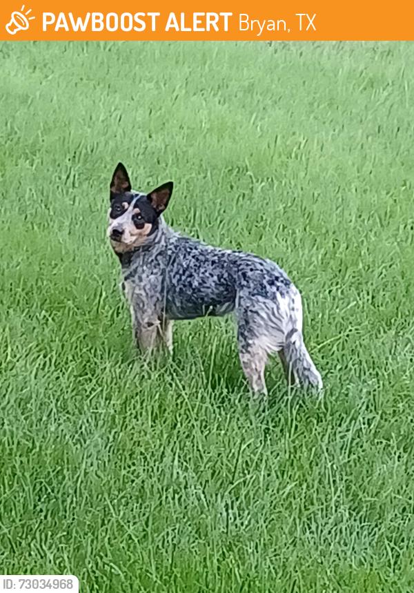 Surrendered Female Dog last seen W 28th & Suncrest, Bryan, TX 77803