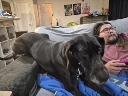 Reunited Female Dog last seen Sooner and I240, Oklahoma City, OK 73135