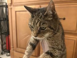 Found/Stray Female Cat last seen Dogwood and 19th St in Grottoes, VA, Grottoes, VA 24441