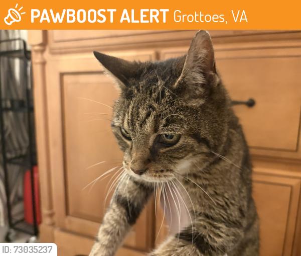 Found/Stray Female Cat last seen Dogwood and 19th St in Grottoes, VA, Grottoes, VA 24441