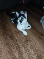 Reunited Male Cat last seen Near NW 3rd Pl, Cape Coral, FL 33993, USA, Cape Coral, FL 33993