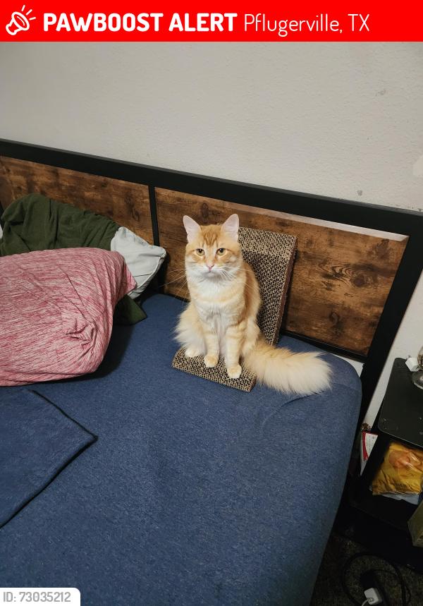 Lost Male Cat last seen Near Split oak Drive, 685, Pflugerville, TX 78660