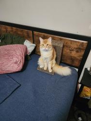 Lost Male Cat last seen Near Split oak Drive, 685, Pflugerville, TX 78660