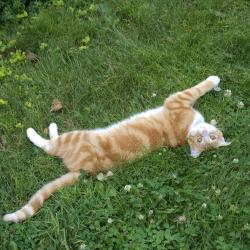 Reunited Male Cat last seen Roosevelt Ave. & West Market St, York, PA 17401