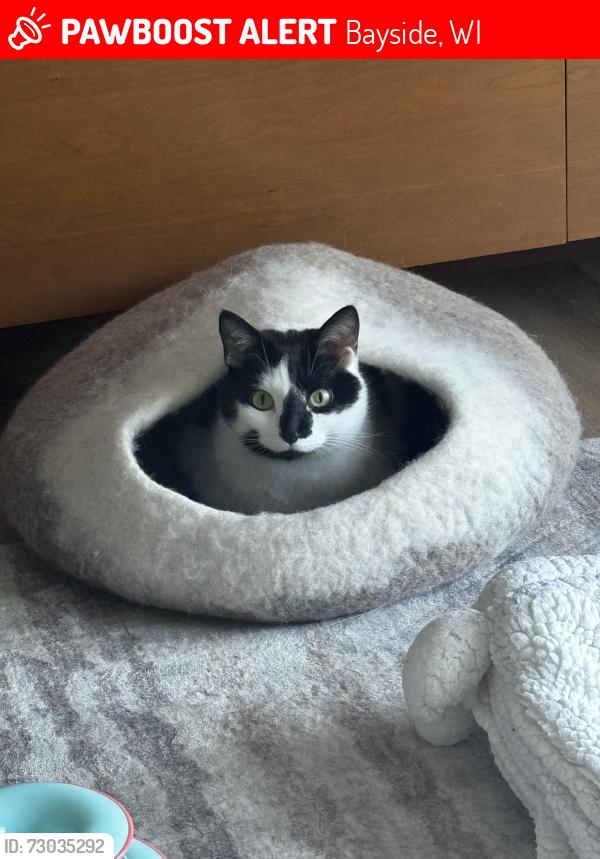 Lost Male Cat last seen Aspenwood Ct. and Autum Path Lane in Bayside Woods ll cndmnium complex, Bayside, WI 53217