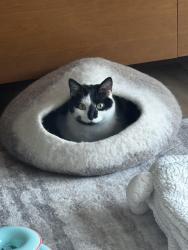 Lost Male Cat last seen Aspenwood Ct. and Autum Path Lane in Bayside Woods ll cndmnium complex, Bayside, WI 53217