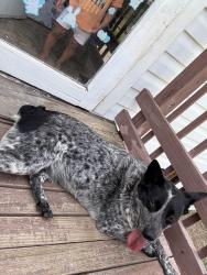 Found/Stray Female Dog last seen Near s main st, Cowpens, SC 29330