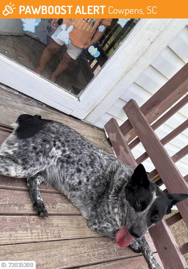 Found/Stray Female Dog last seen Near s main st, Cowpens, SC 29330