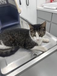 Found/Stray Male Cat last seen Town & Country, Kendall, FL 33186