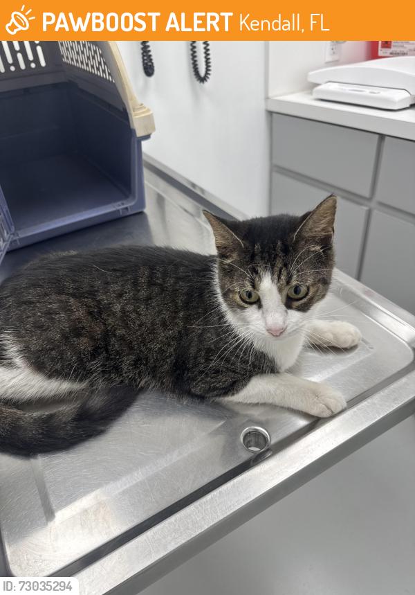 Found/Stray Male Cat last seen Town & Country, Kendall, FL 33186