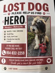 Lost Male Dog last seen floanada road, Oakland Park, FL 33334