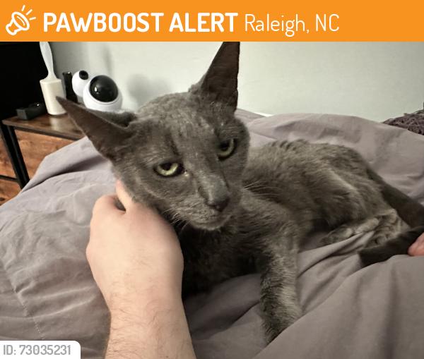Found/Stray Female Cat last seen Near Hillock Dr, Raleigh, NC 27612
