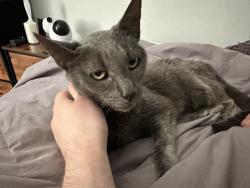 Found/Stray Female Cat last seen Near Hillock Dr, Raleigh, NC 27612
