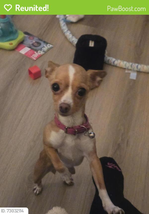 Reunited Female Dog last seen Near Ashworth St, Cerritos, CA 90703