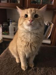 Lost Male Cat last seen Dinwiddie Street behind Family Dollar, Knoxville, TN 37921