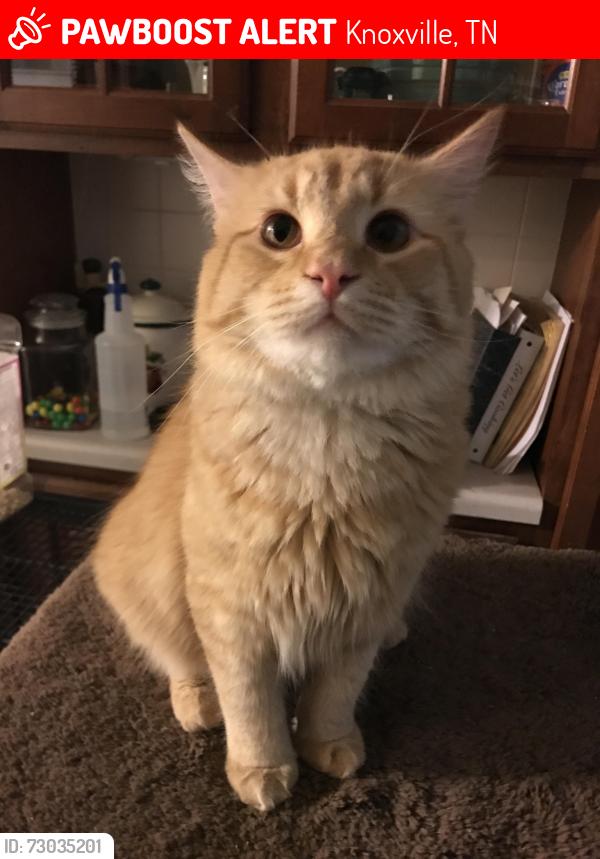 Lost Male Cat last seen Dinwiddie Street behind Family Dollar, Knoxville, TN 37921