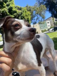 Reunited Female Dog last seen Anaheim St and Obispo Ave, Long Beach, CA 90804