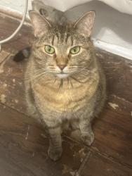 Lost Female Cat last seen 34th and Lawrence St, Denver, CO 80205