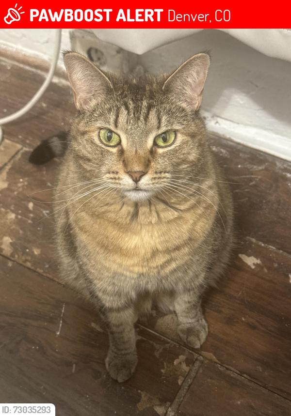 Lost Female Cat last seen 34th and Lawrence St, Denver, CO 80205
