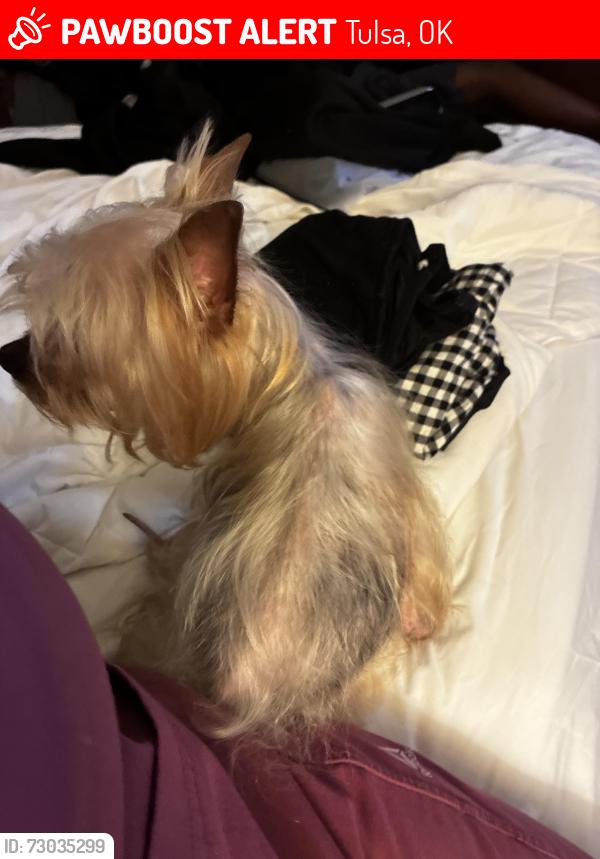 Lost Female Dog last seen Near E Fifth St Ste 1521 Tulsa, OK 74103 United States, Tulsa, OK 74119