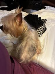 Lost Female Dog last seen Near E Fifth St Ste 1521 Tulsa, OK 74103 United States, Tulsa, OK 74119