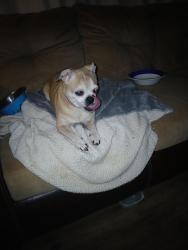 Lost Female Dog last seen Beside the Dollar General , Lenoir, NC 28645