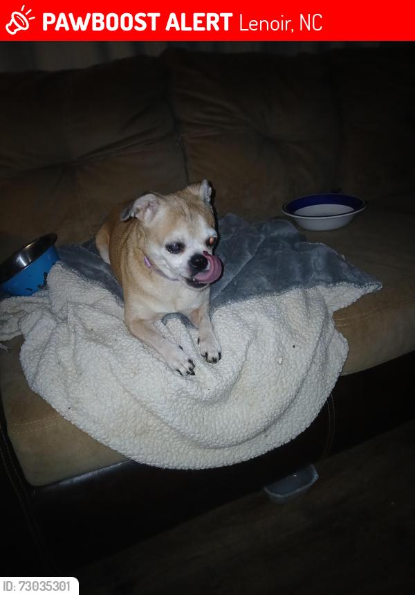 Lost Female Dog last seen Beside the Dollar General , Lenoir, NC 28645