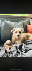 Lost Female Dog last seen Lake Fontana she chased a train heading toward Nantahala outdoor center, Bryson City, NC 28713