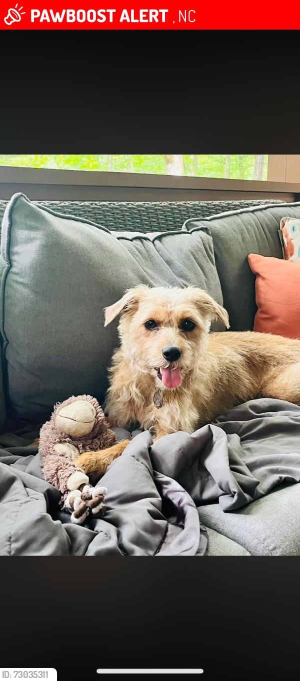 Lost Female Dog last seen Lake Fontana she chased a train heading toward Nantahala outdoor center, Bryson City, NC 28713