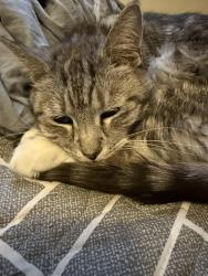 Lost Female Cat last seen Near Dreher avenue , Hamilton Township, PA 18360